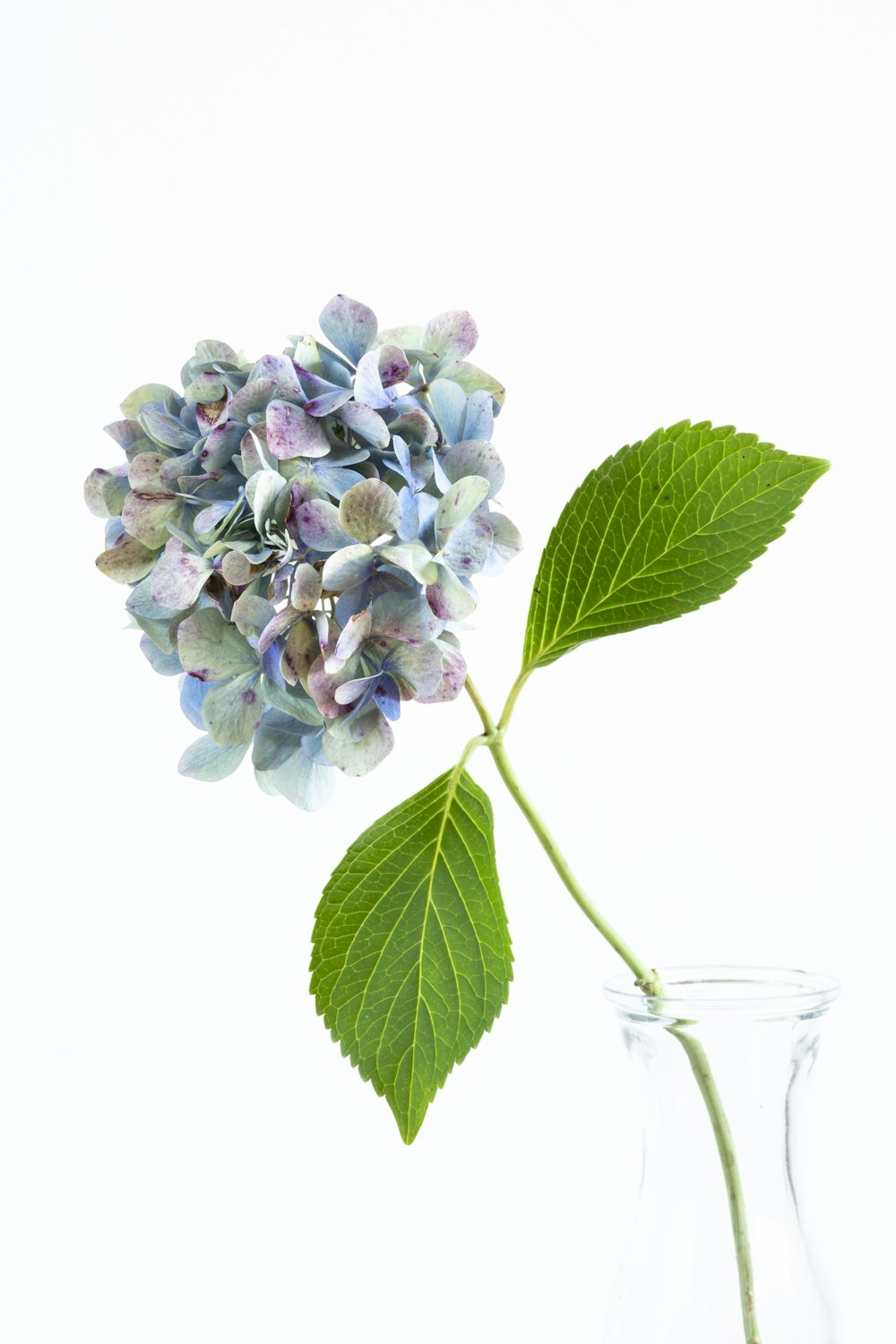 white and purple flower on clear glass vase