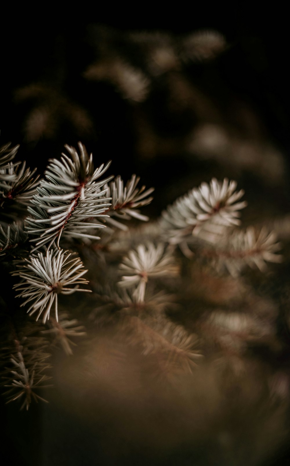 white and brown plant in close up photography