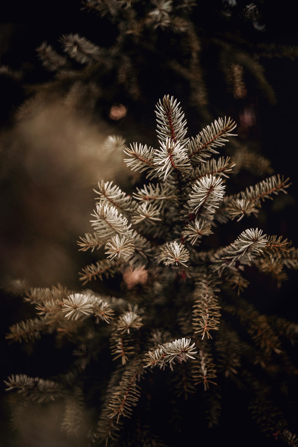 green pine tree in close up photography