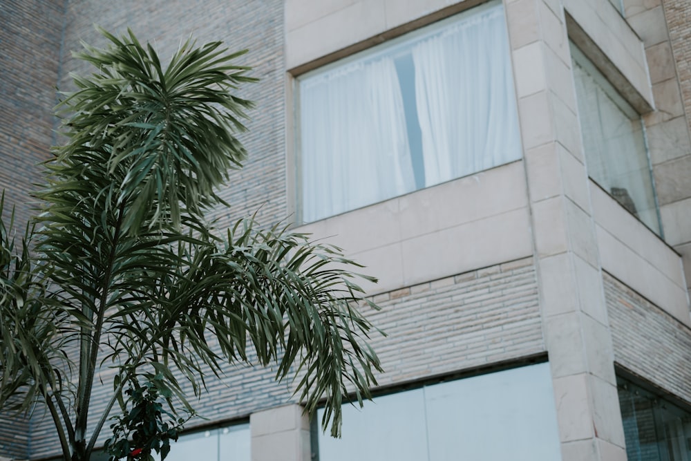 green palm tree near white concrete building