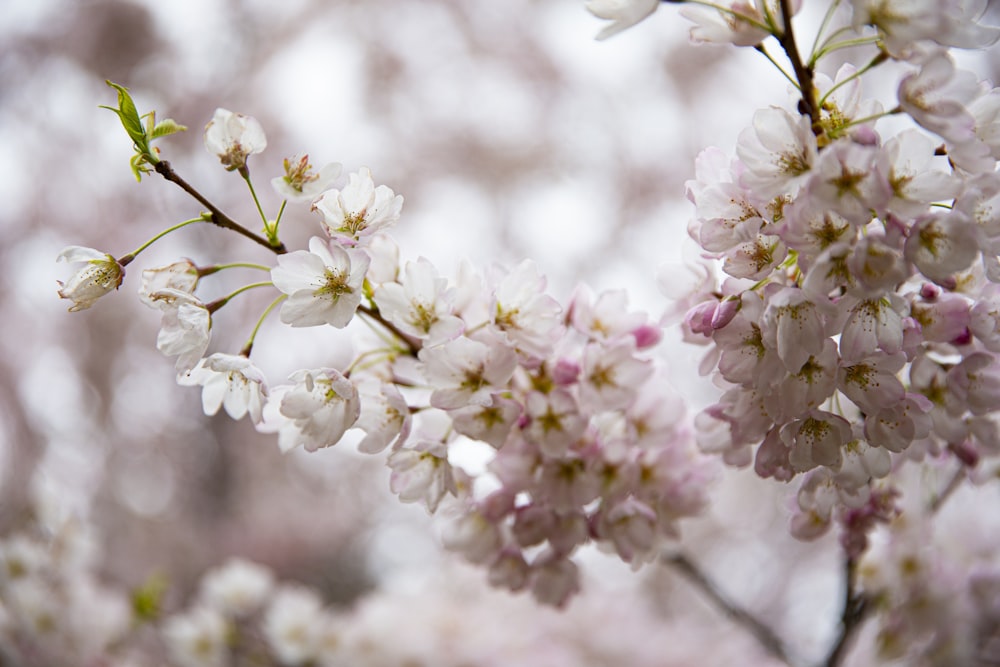 white and pink cherry blossom in close up photography