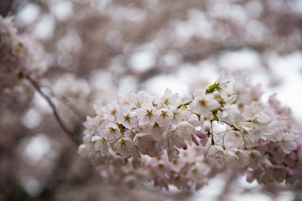 white and pink flowers in tilt shift lens