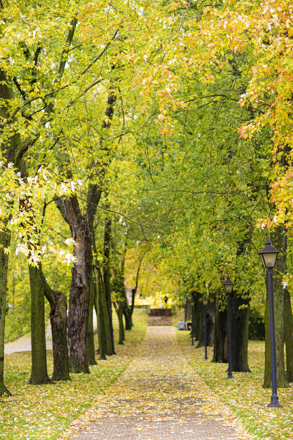 green and yellow trees during daytime