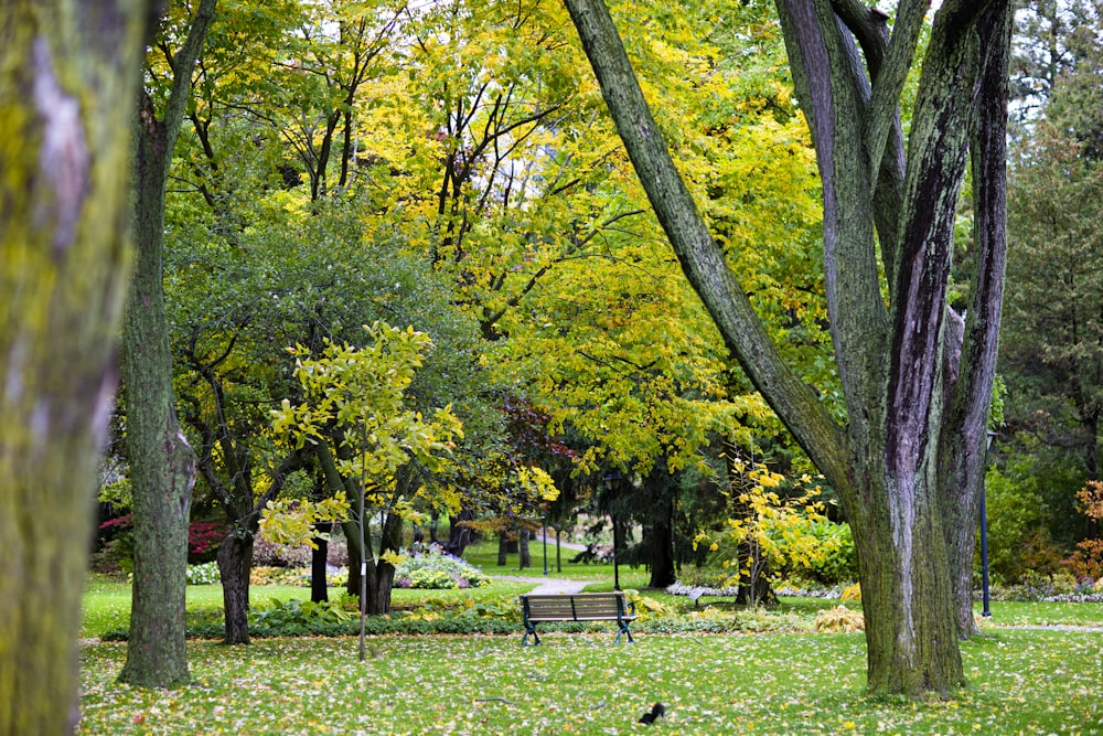 people sitting on bench under green trees during daytime