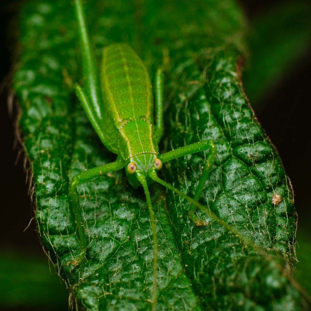 green grasshopper on green leaf