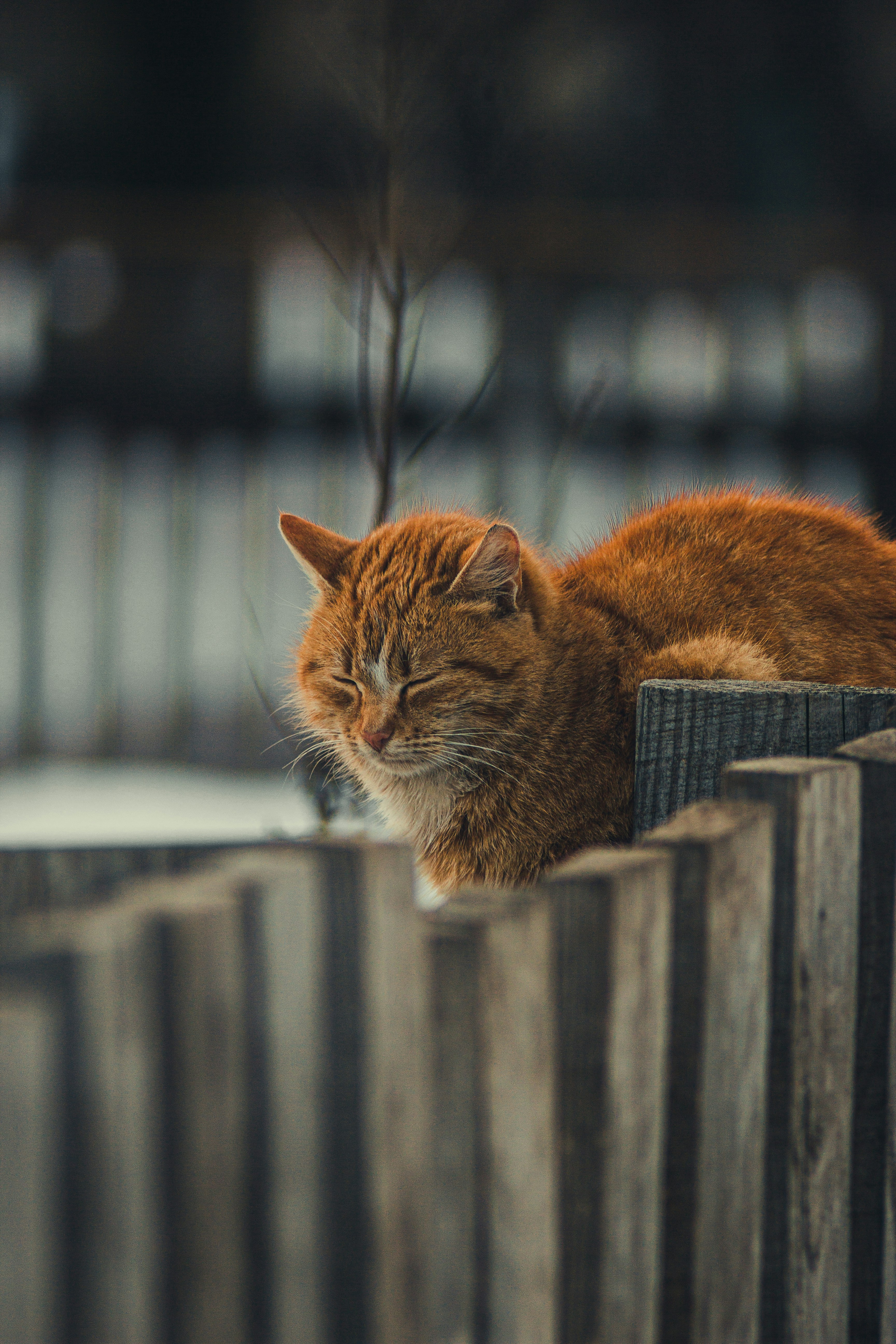 15. Respect Their Alone Time—for a Balanced Bond (image credits: unsplash)