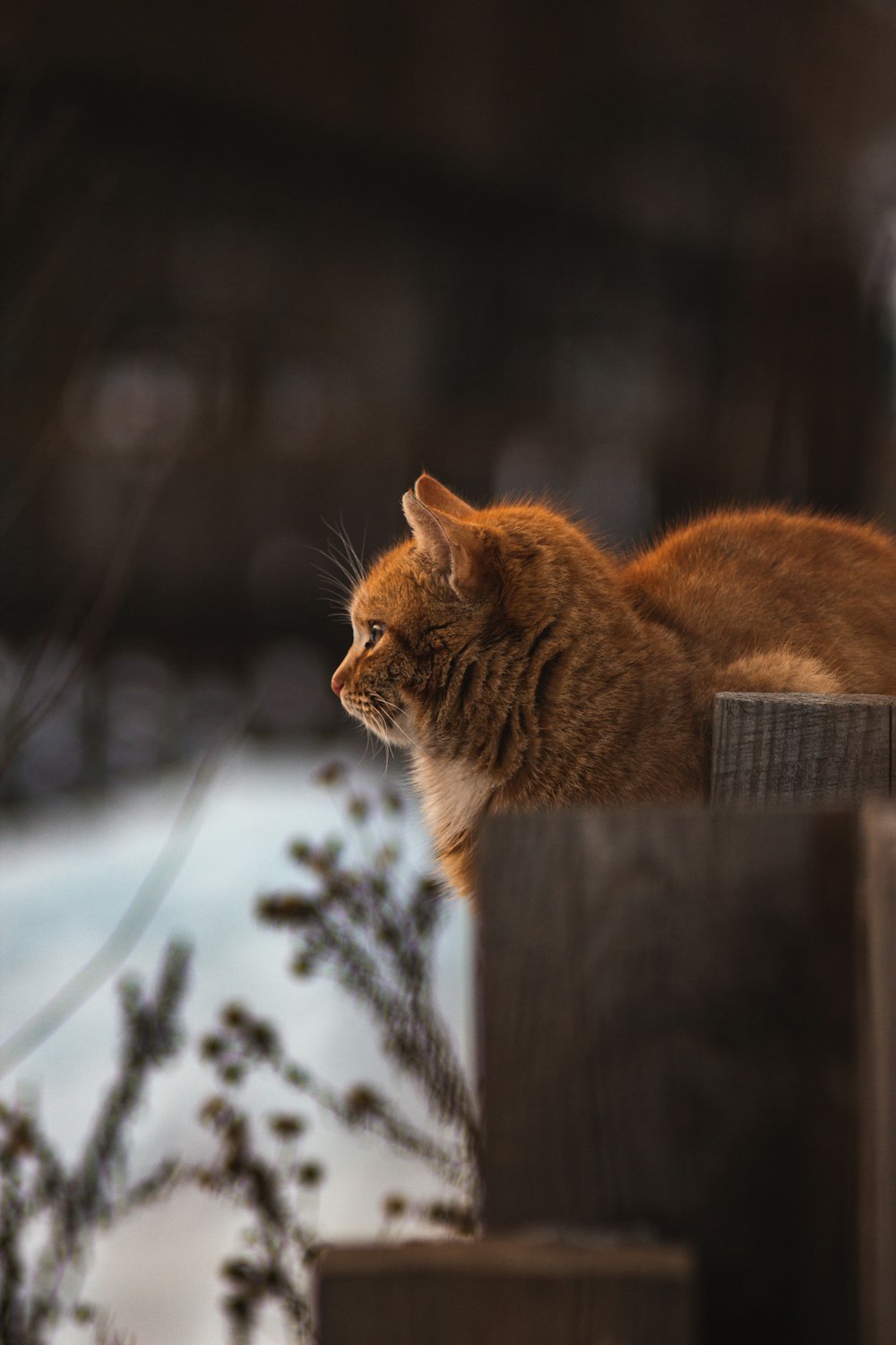 orange tabby cat on brown wooden fence during daytime