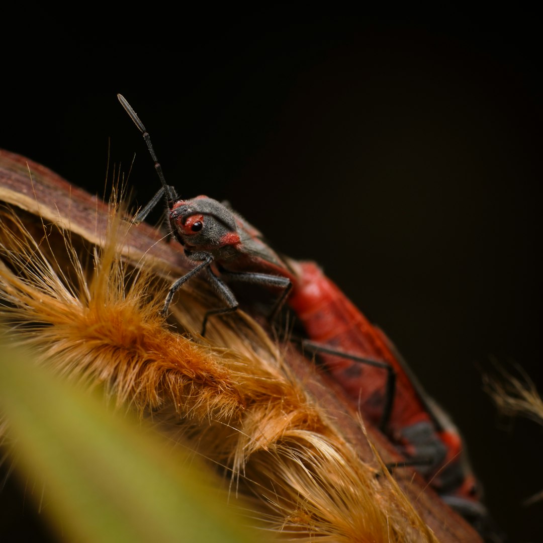 green and brown insect on brown plant stem