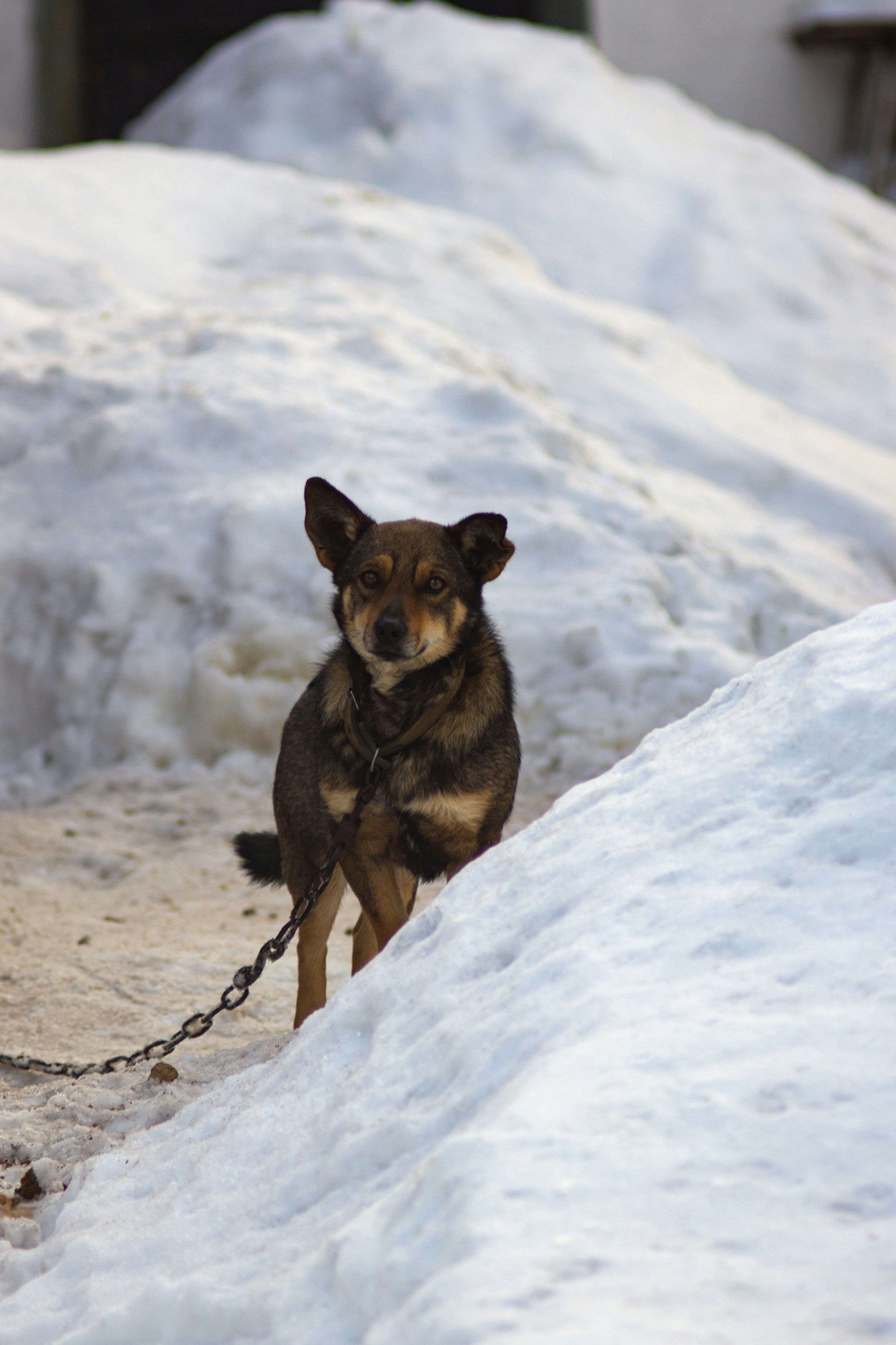 Photo by samoyedness