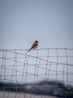 brown bird on black wire during daytime