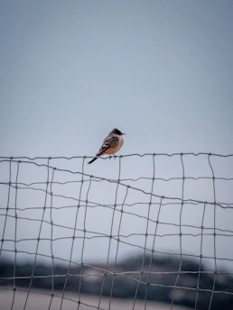 brown bird on black wire during daytime