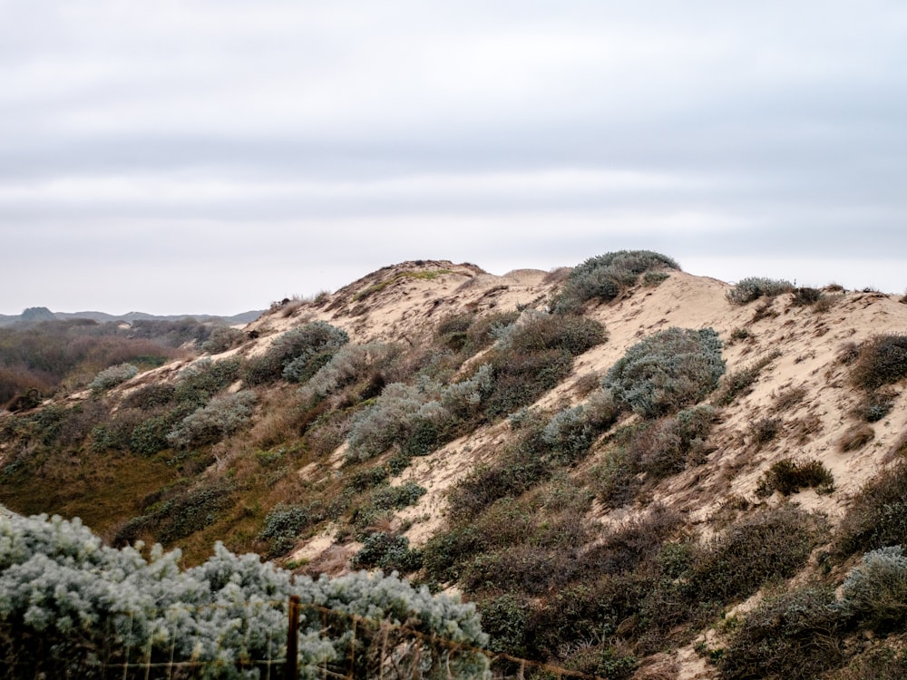 green trees on brown mountain during daytime