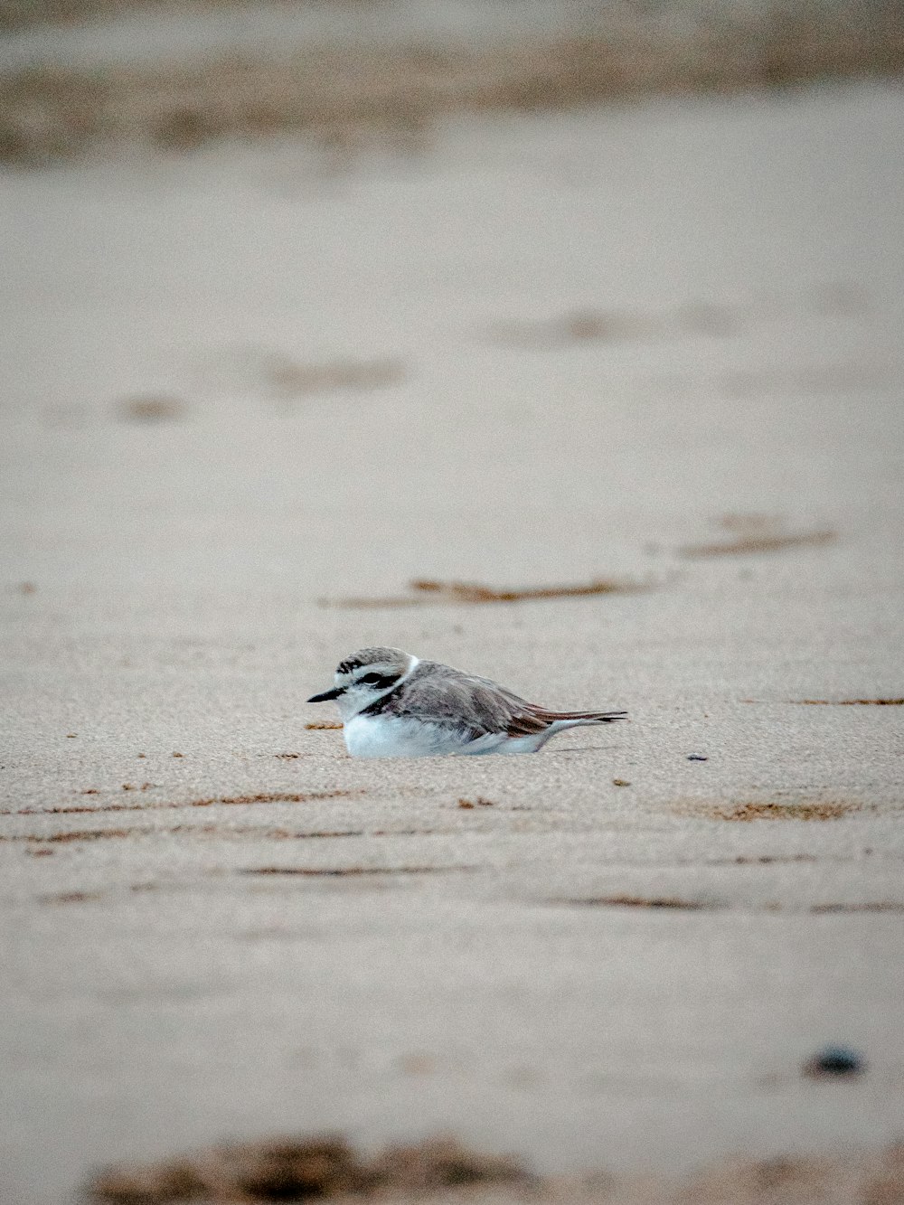 white and gray bird on brown sand during daytime