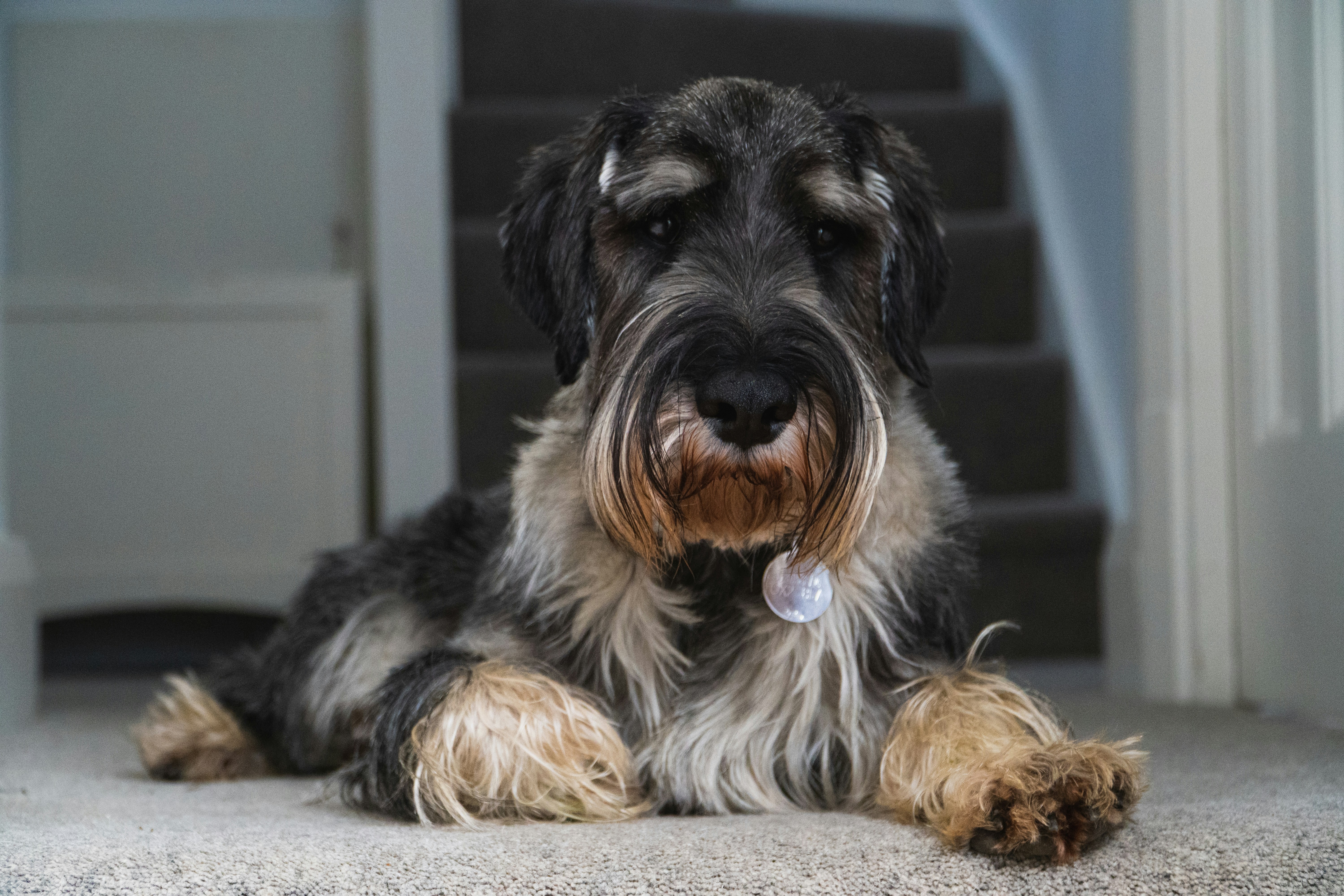 Can Miniature Schnauzer Be Left Alone?