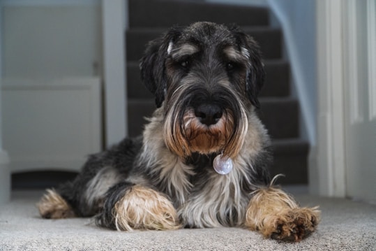 A shaggy dog with a mix of black, gray, and tan fur is lying on a carpeted floor in front of a staircase. The dog has a white identification tag hanging from its collar and is looking directly at the camera.