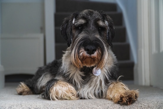 A shaggy dog with a mix of black, gray, and tan fur is lying on a carpeted floor in front of a staircase. The dog has a white identification tag hanging from its collar and is looking directly at the camera.