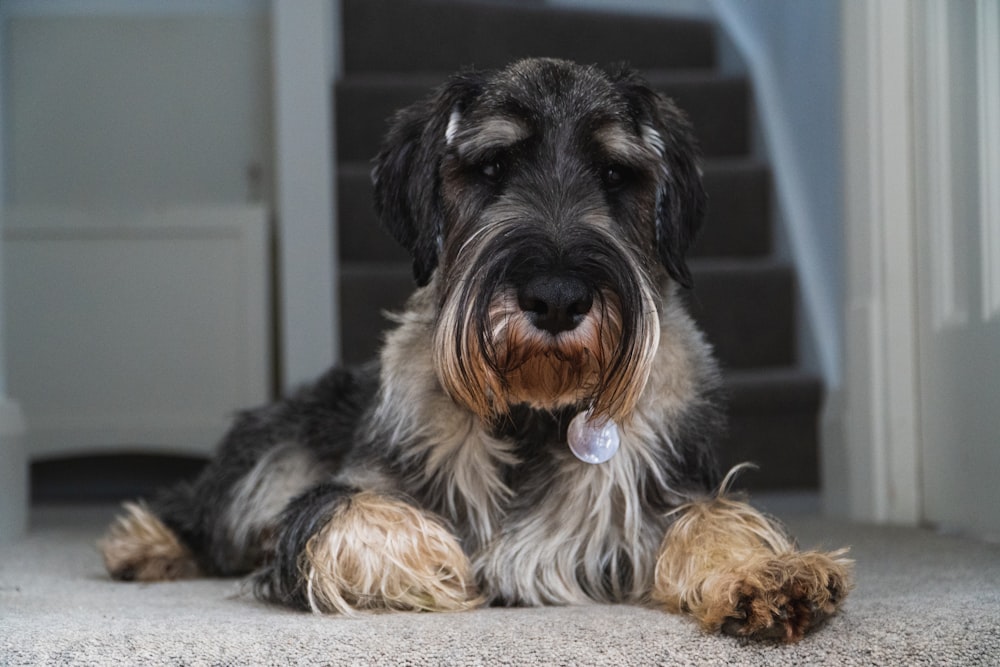 gray and brown long coated small dog