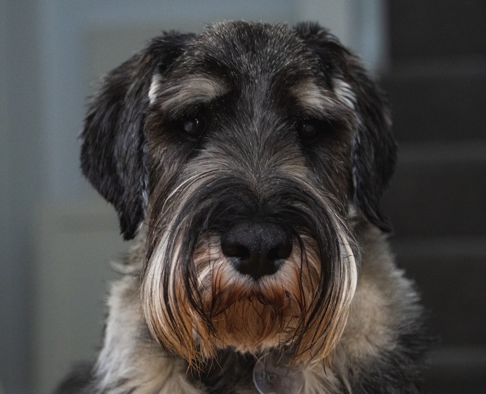 white and black long coated dog