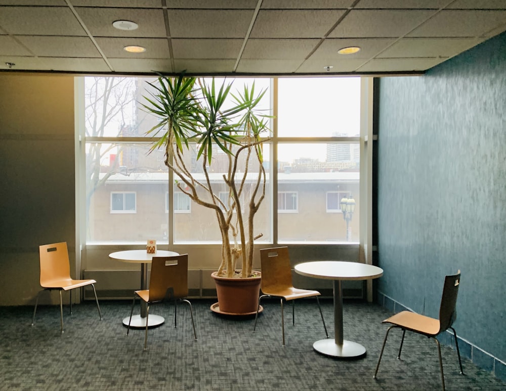 green potted plant on round white table