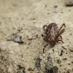 brown and black spider on gray concrete wall