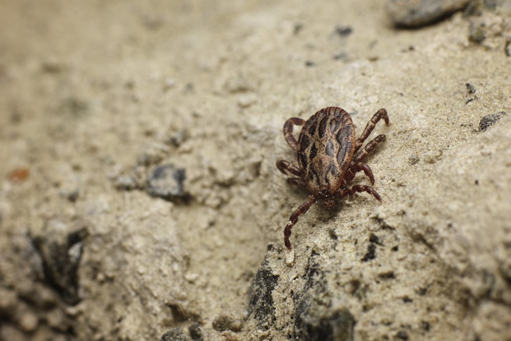 brown and black spider on gray concrete wall