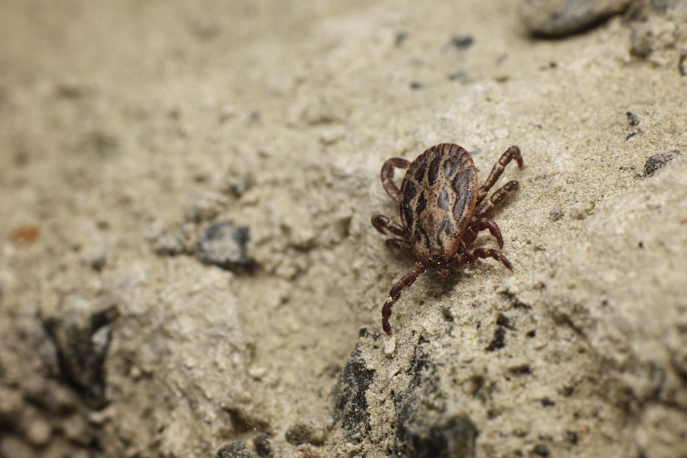 araña marrón y negra sobre pared de hormigón gris