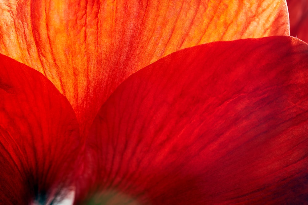 red and yellow flower petals