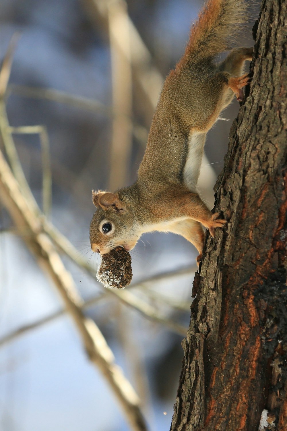 brown squirrel on brown tree branch during daytime