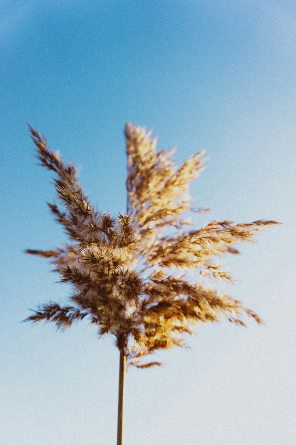 green and brown tree under blue sky during daytime