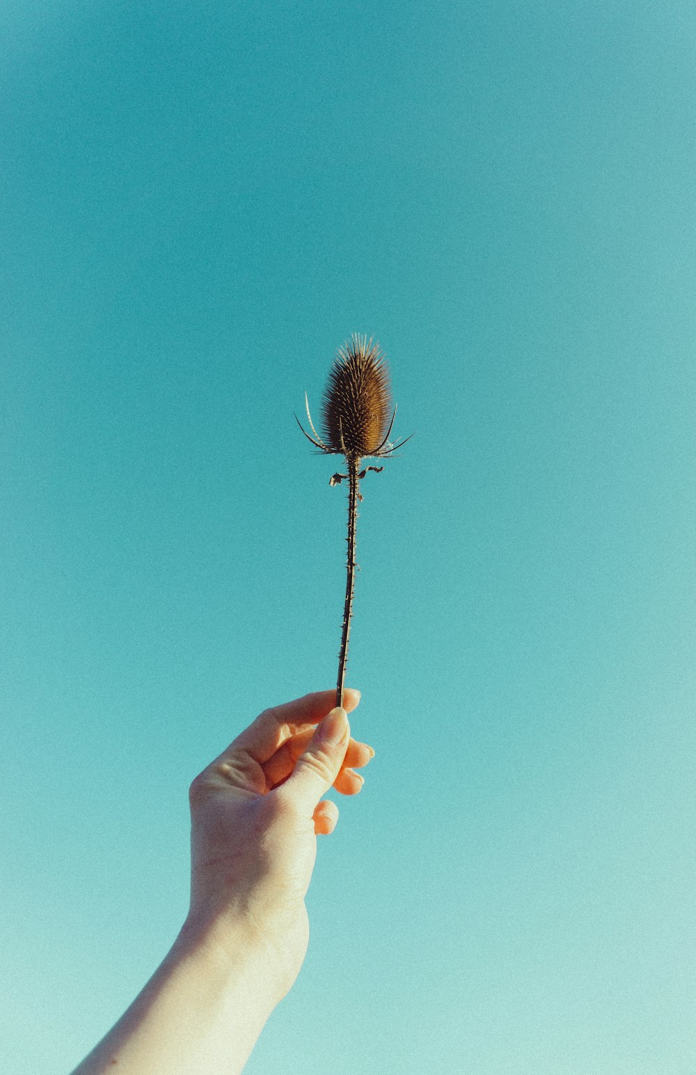 person holding black hair brush