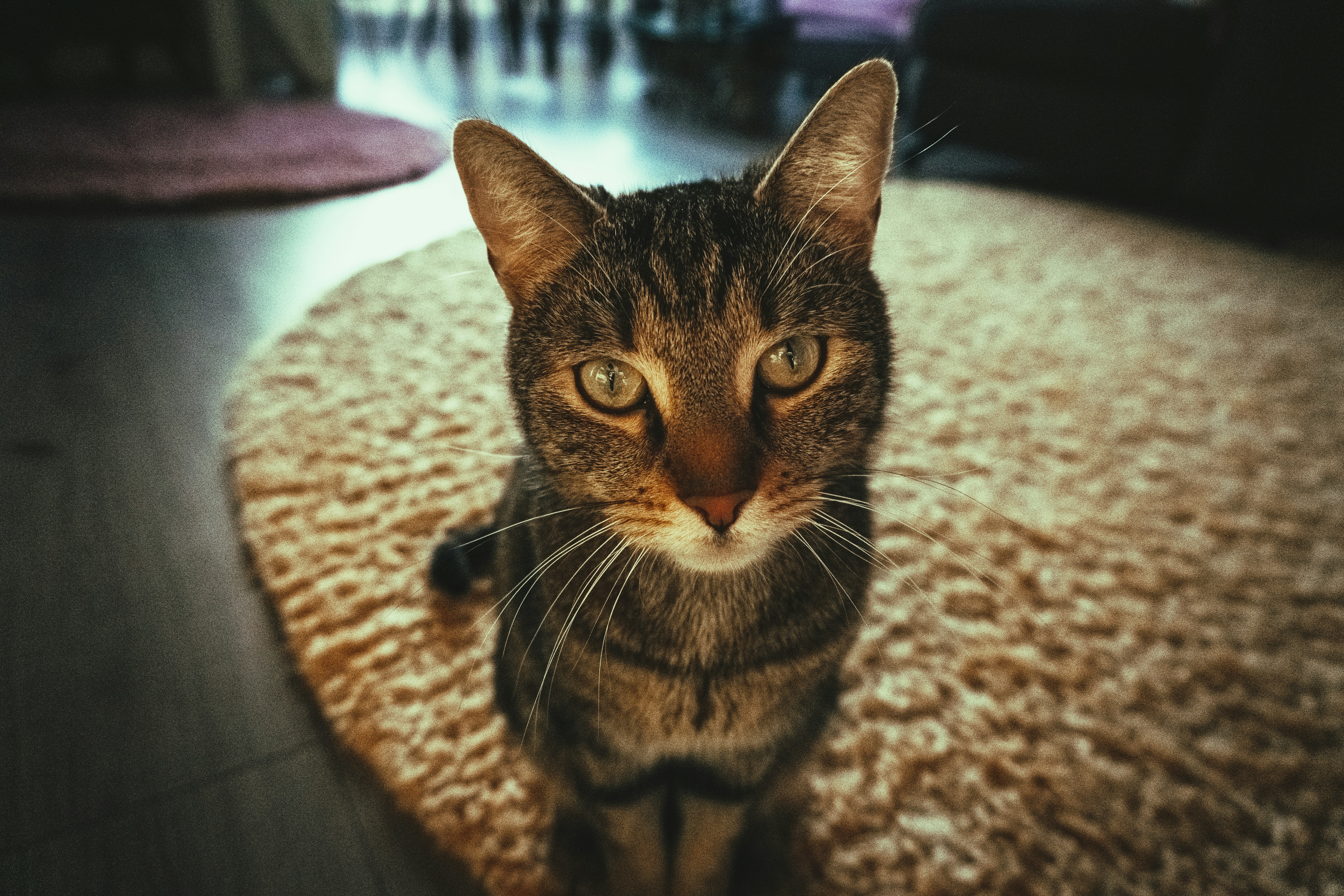 brown tabby cat on white textile