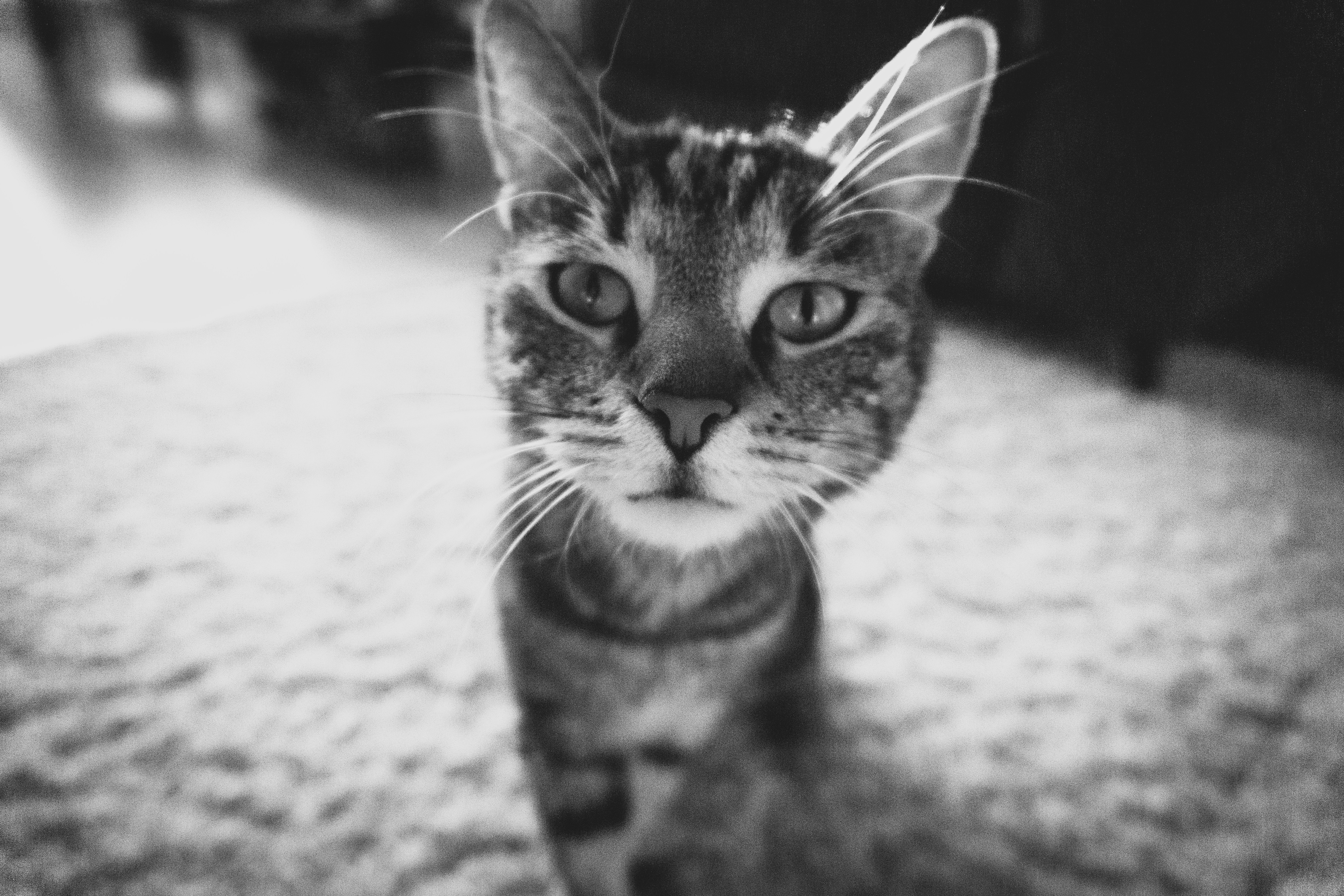 Photo by sindy_suessengut