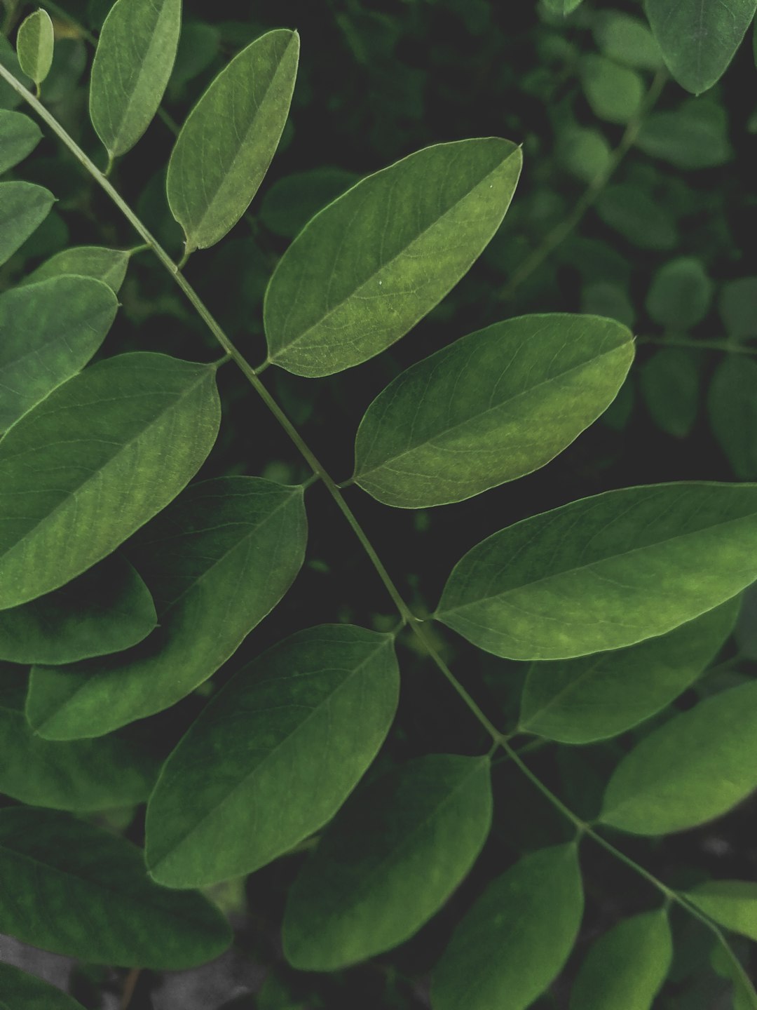 green leaves in close up photography