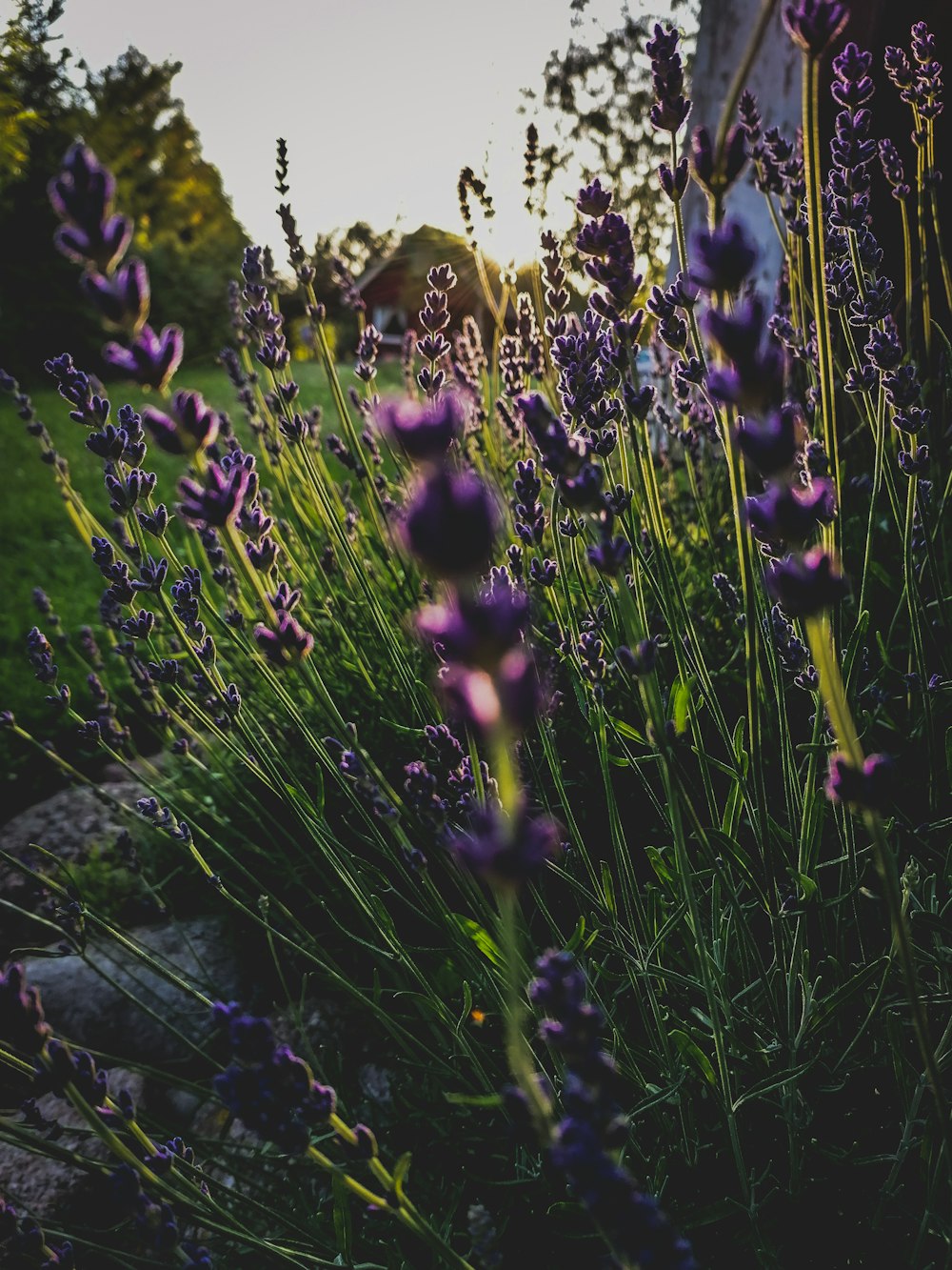 purple flower field during daytime