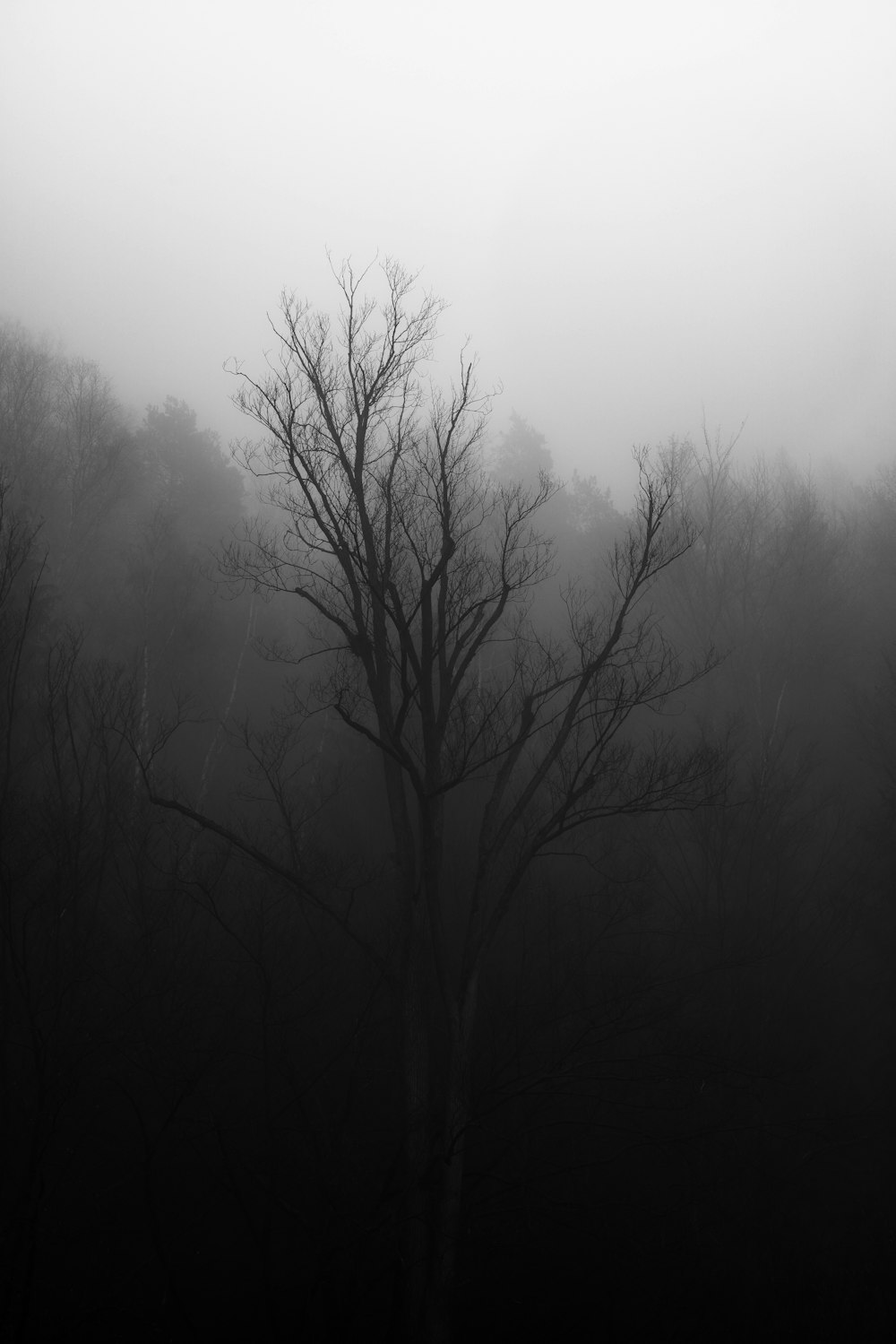 árboles desnudos en tiempo de niebla