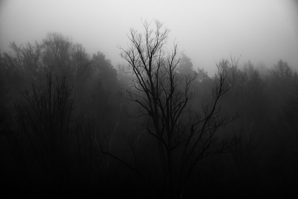 bare trees on foggy weather