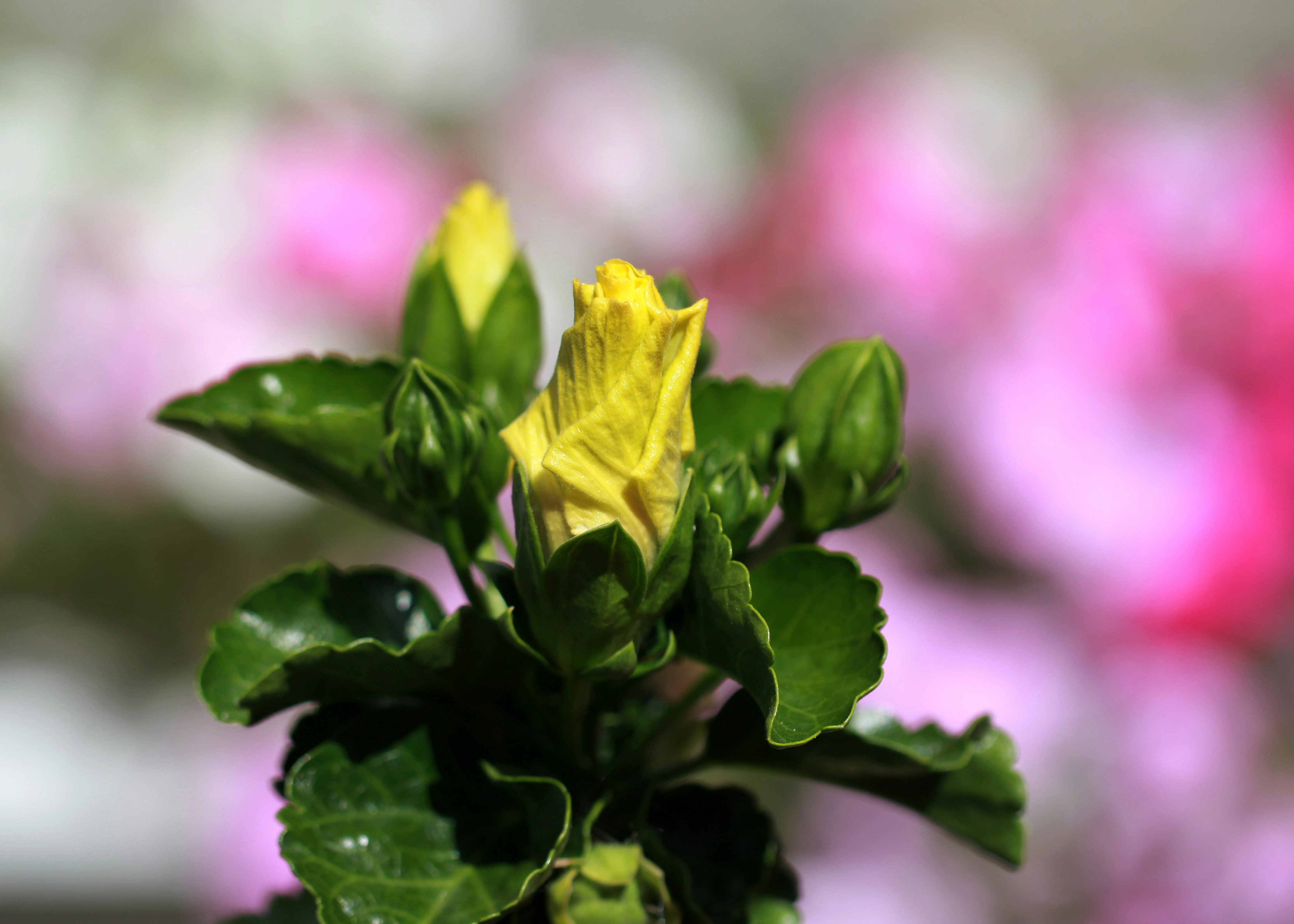 yellow flower in tilt shift lens