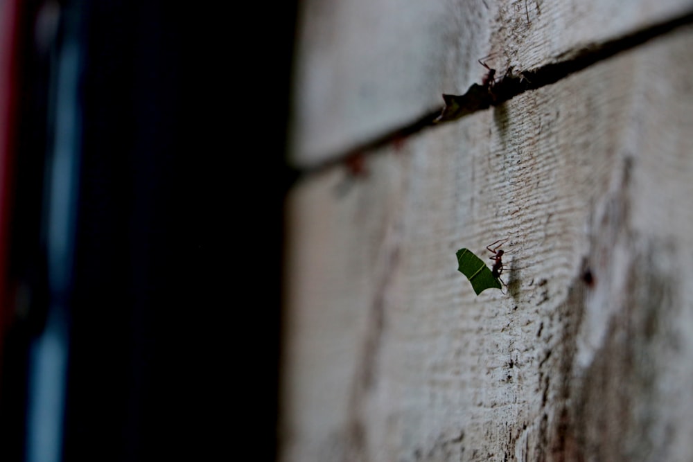 grünes Blatt auf weißer Holzoberfläche