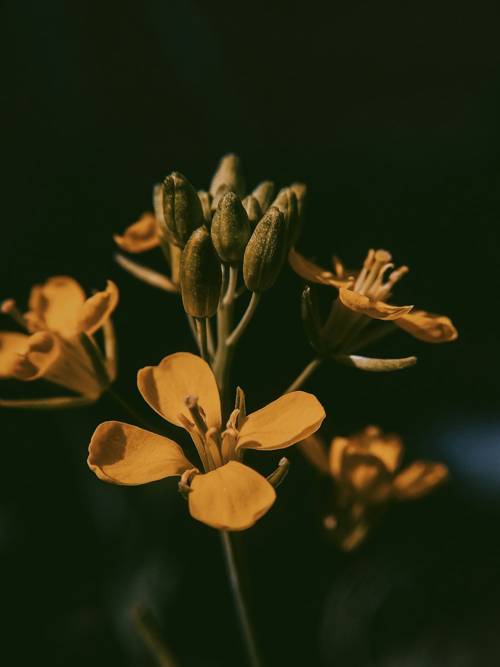 yellow flowers in black background