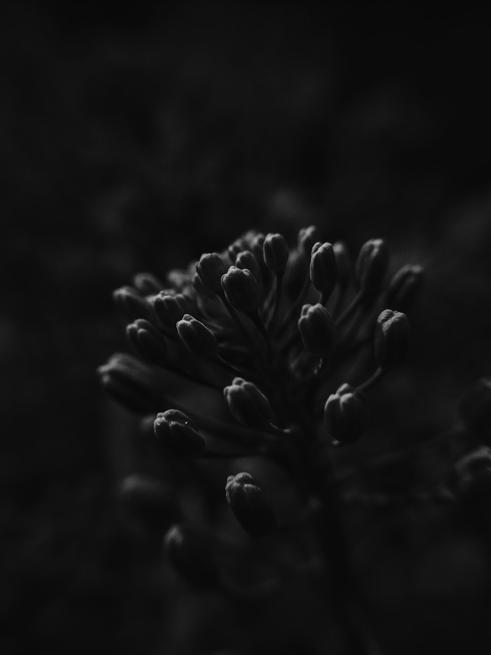 grayscale photo of flower bud