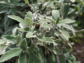 A close-up of green, fuzzy leaves with a small beetle sitting on one of them. The leaves appear to be from a sage plant, and the beetle has a shiny, striped shell.