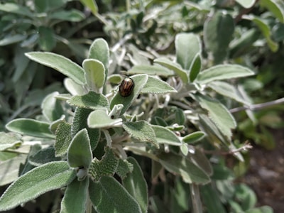 Close-up of natural pest control methods applied on maguey leaves
