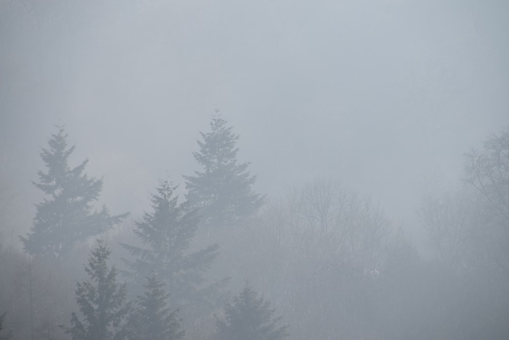 Grüne Bäume mit Nebel bedeckt