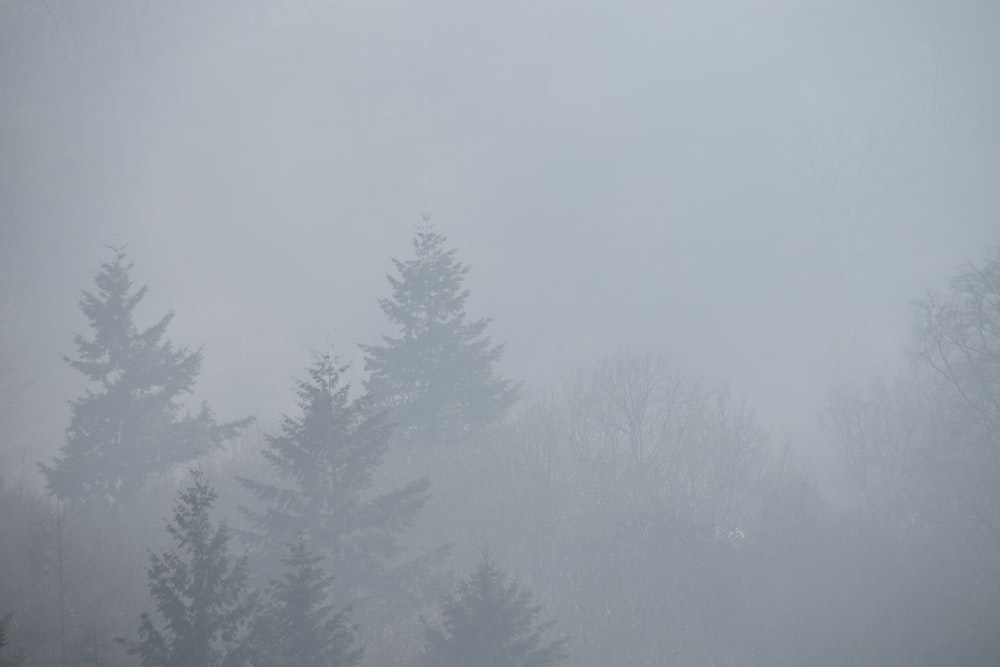 árboles verdes cubiertos de niebla