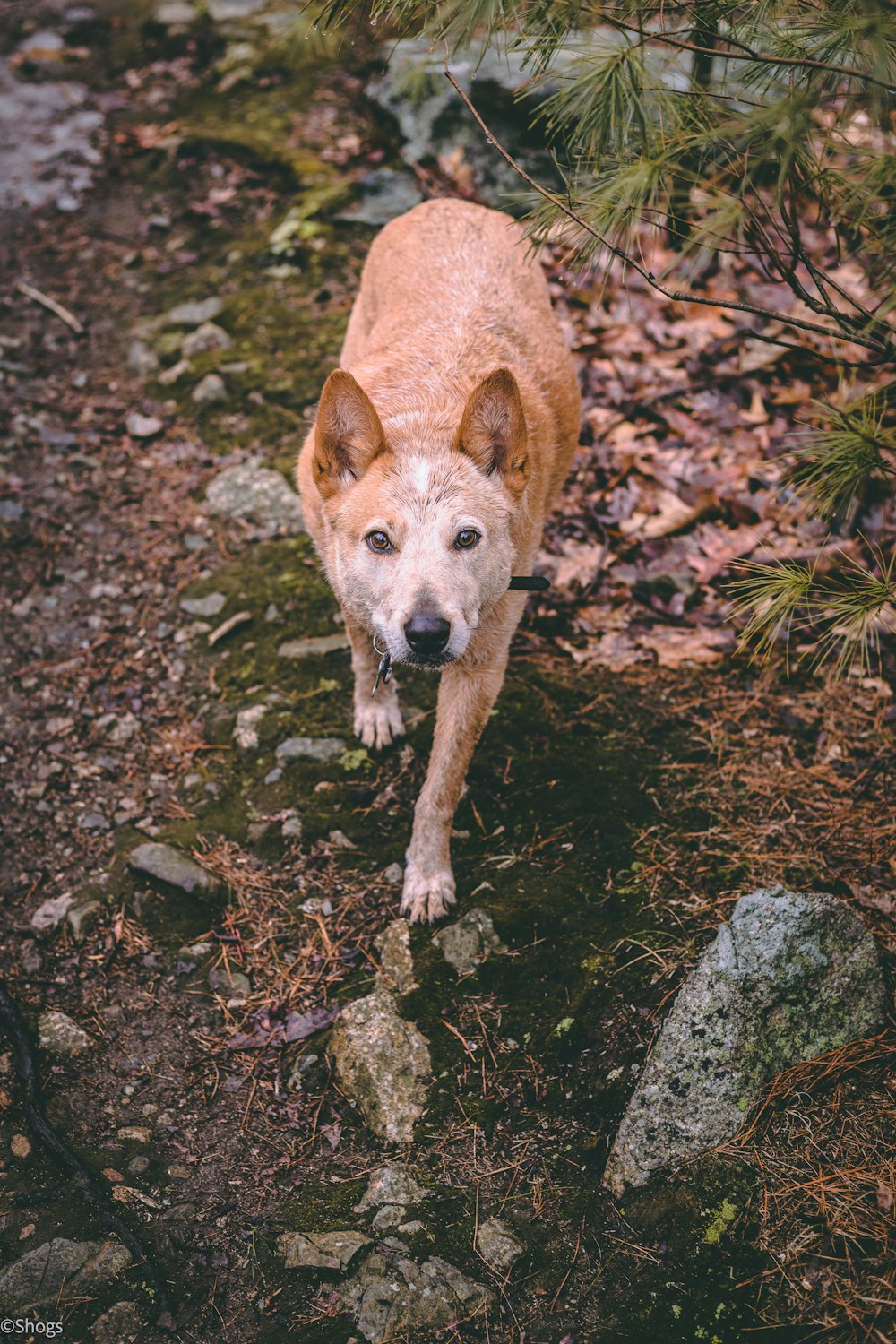 brown and white short coated dog standing on brown soil