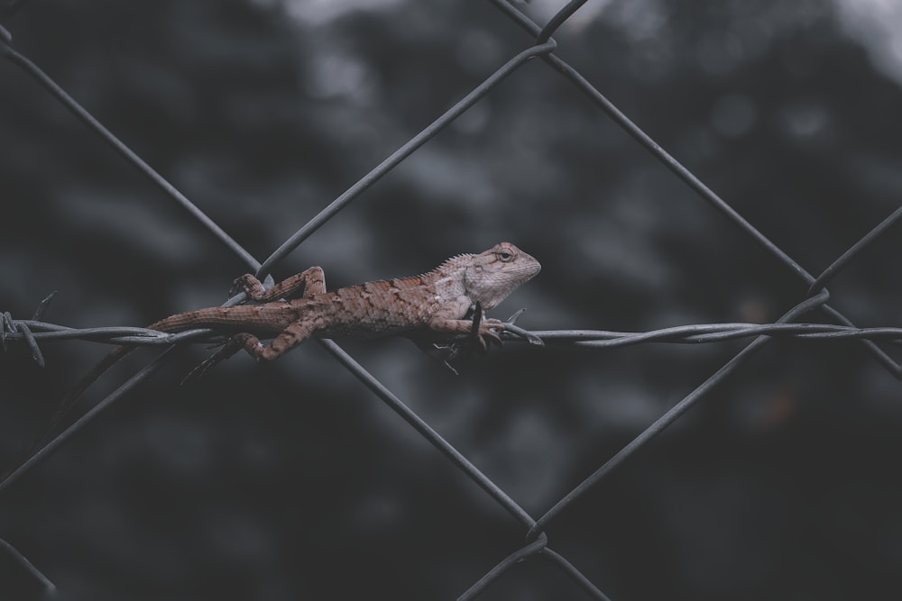 brown lizard on gray metal fence during daytime