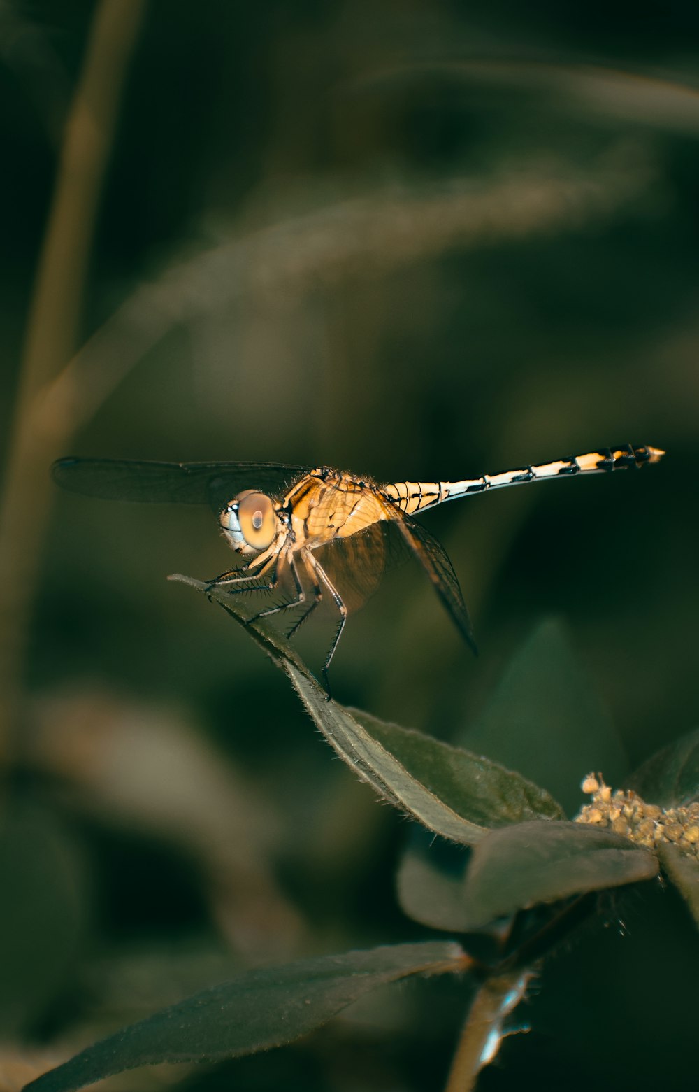 libélula marrom e preta na folha verde na fotografia de perto durante o dia