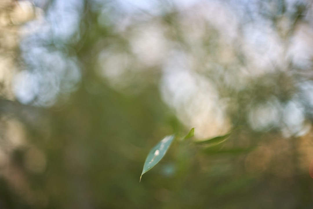 green leaf in tilt shift lens