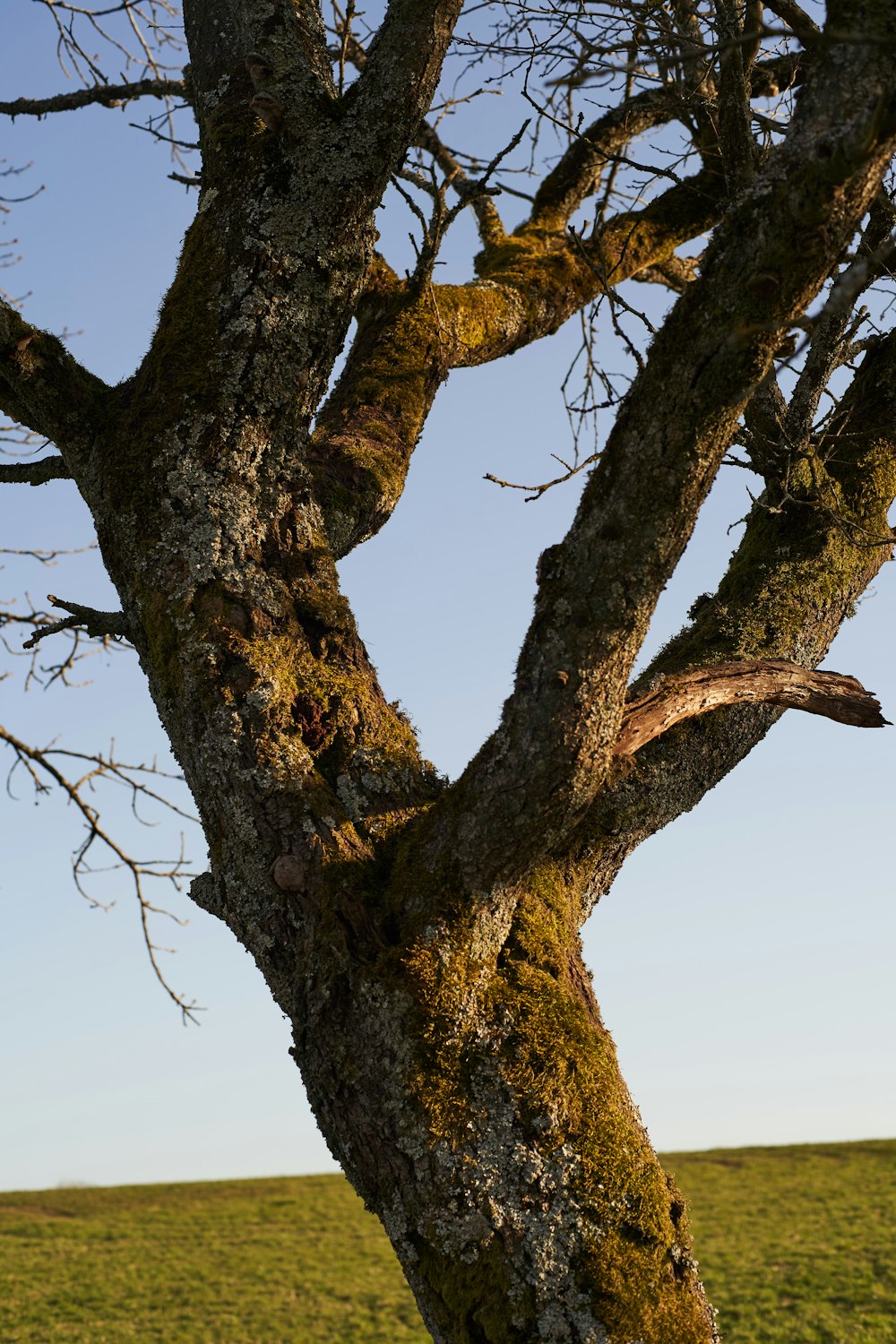 brown tree under white sky during daytime