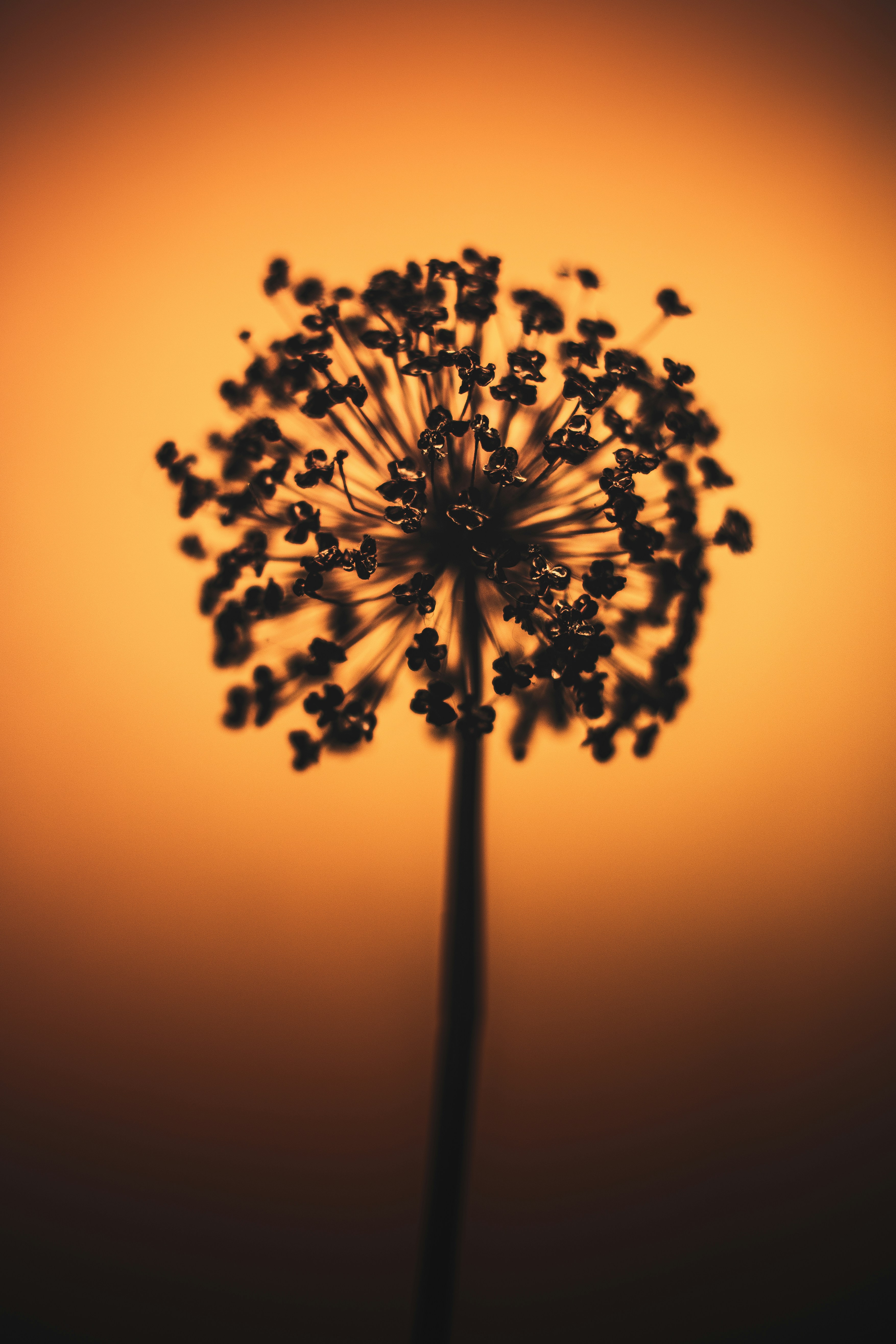 Photo by marekpiwnicki